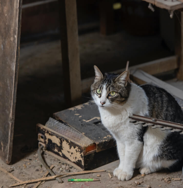 Yファーム佐野の猫