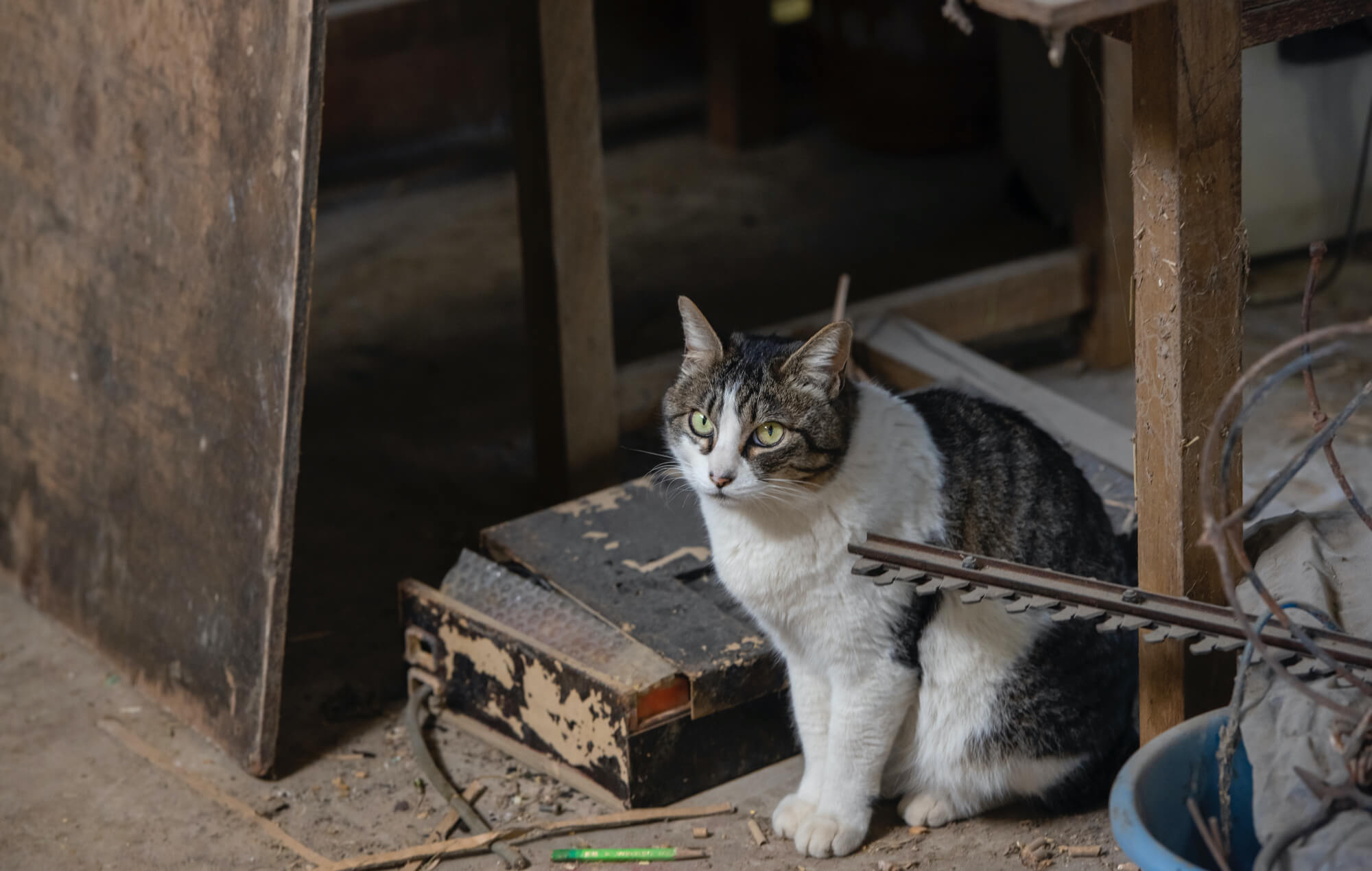 Yファーム佐野の猫